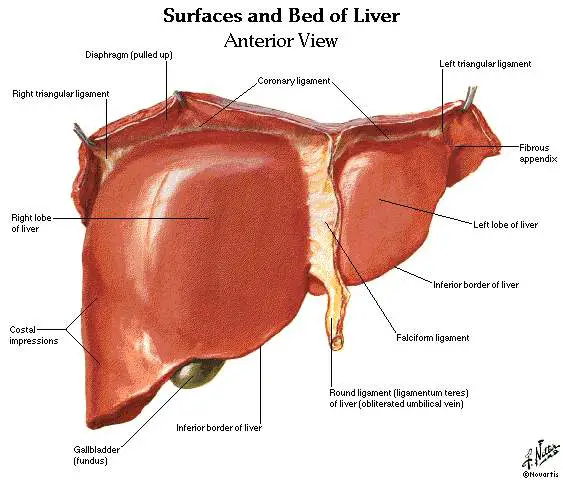 Diagram of liver