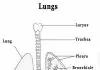 Diagram of lungs