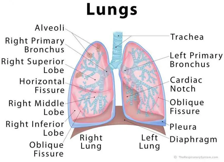 Diagram of lungs