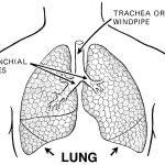 Diagram of lungs