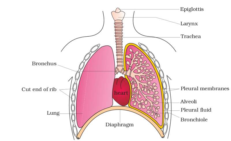 Diagram of lungs