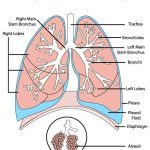 Diagram of lungs