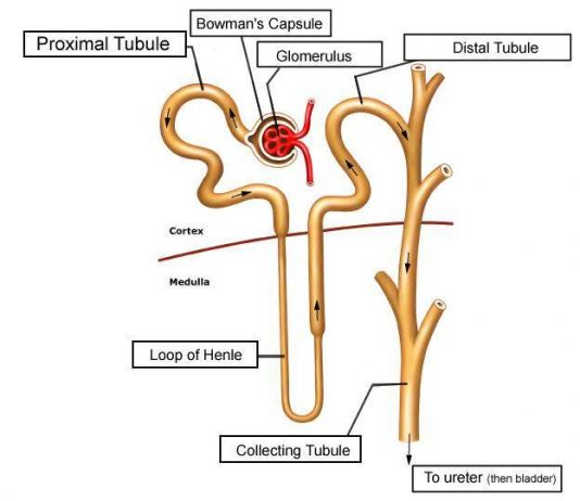 Diagram of nephron