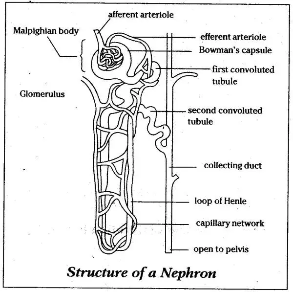 Diagram of nephron