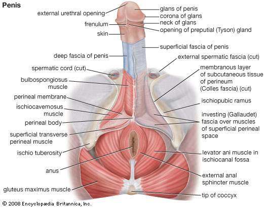 Diagram of penis