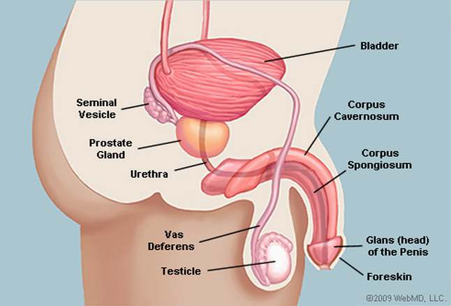 Diagram of penis