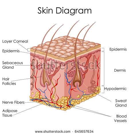 Diagram of skin