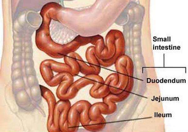 Diagram of small intestine