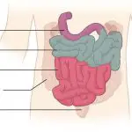 Diagram of small intestine