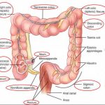 Diagram of small intestine