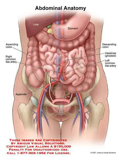 Diagram of stomach