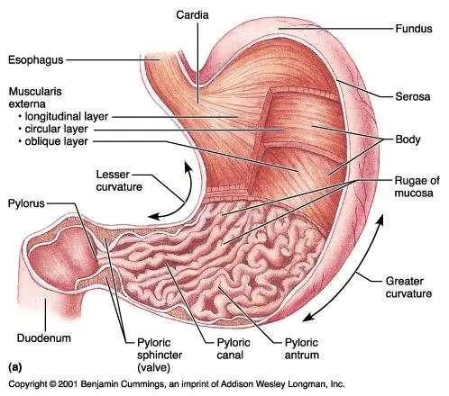 Diagram of stomach