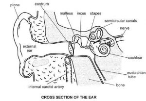 Diagram of the ear