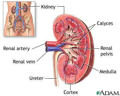 Diagram of the kidney