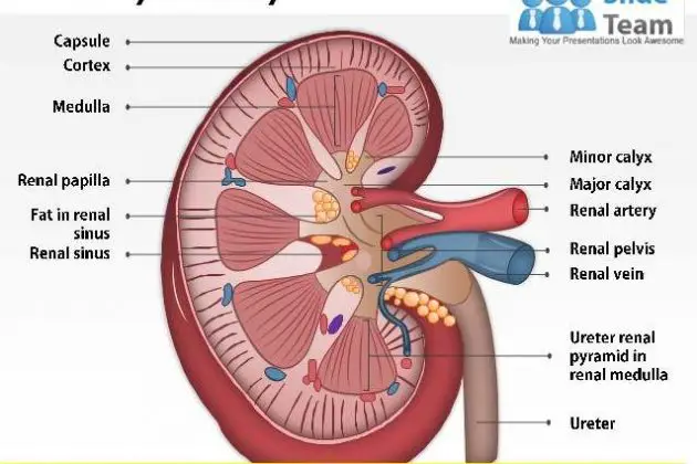 Diagram of the kidney