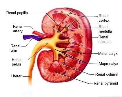 Diagram of the kidney