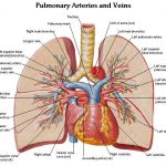 Diagram of the lungs