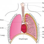 Diagram of the lungs