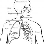 Diagram of the lungs
