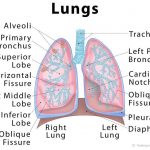 Diagram of the lungs