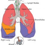 Diagram of the lungs