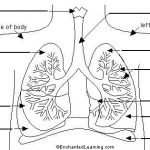 Diagram of the lungs