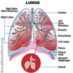 Diagram of the lungs