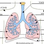 Diagram of the lungs