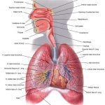 Diagram of the lungs