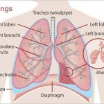 Diagram of the lungs