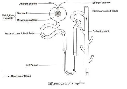 Diagram of the nephron