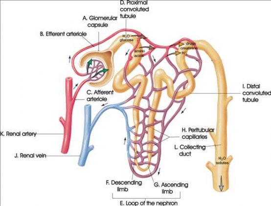 Diagram of the nephron