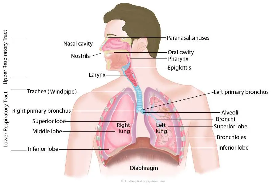 Diagram of the respiratory system