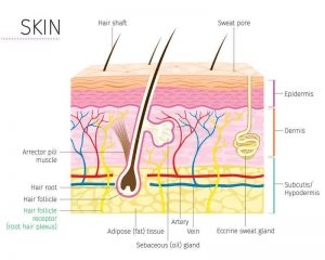 Diagram Of The Skin