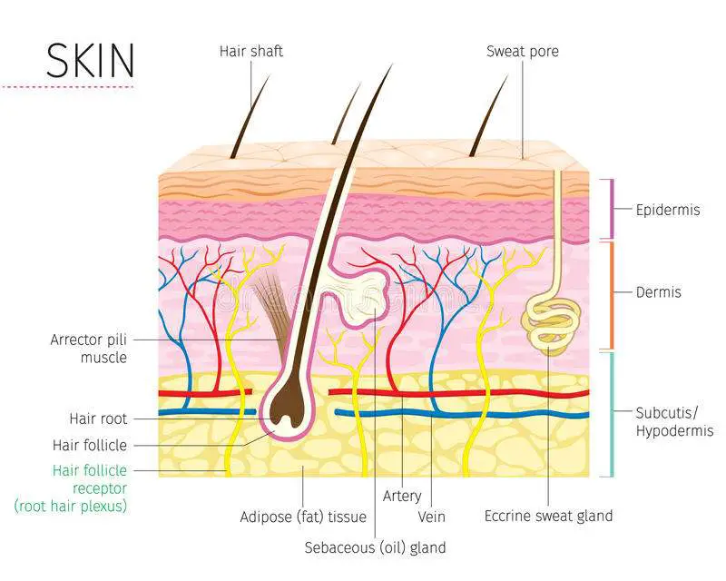 download peripheral artery disease new