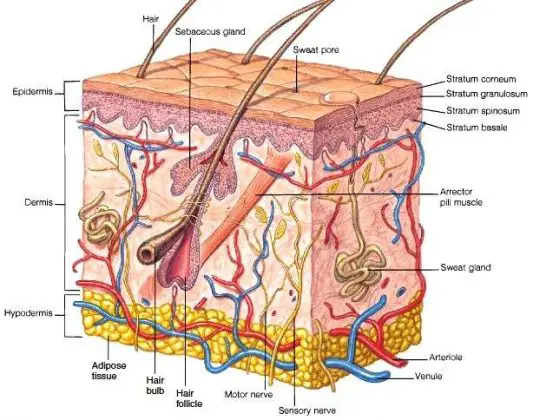 Diagram of the skin