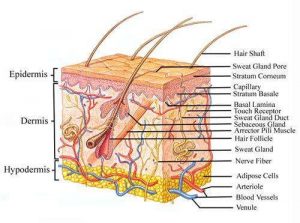 Diagram of the skin