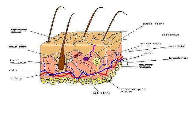 Diagram of the skin