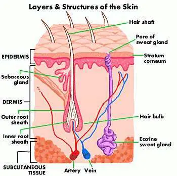 Diagram of the skin