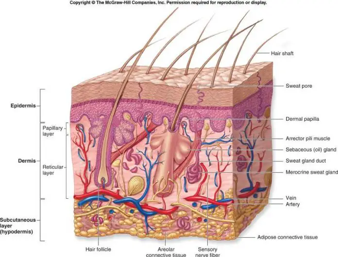 Diagram of the skin