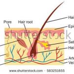 Diagram of the skin