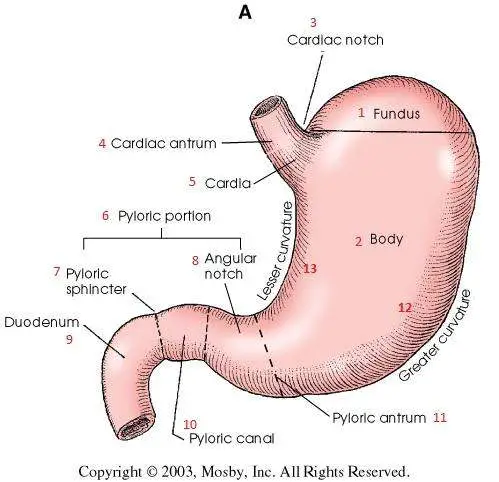 Diagram of the stomach
