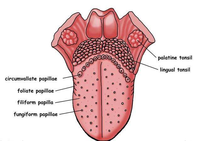 Diagram of tongue