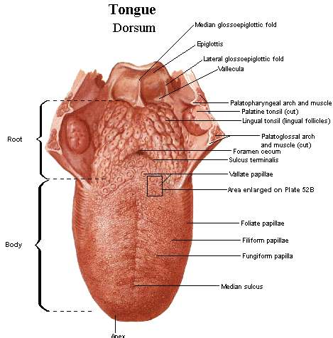 Diagram of tongue