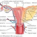 Diagram of uterus