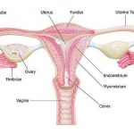 Diagram of uterus