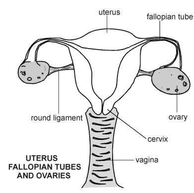 Diagram of uterus