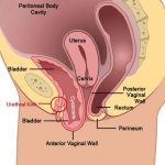 Diagram of uterus