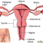 Diagram of uterus