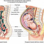 Diagram of uterus